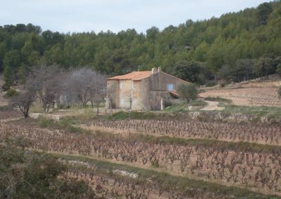 Vignoble près de Saint Cyr sur Mer